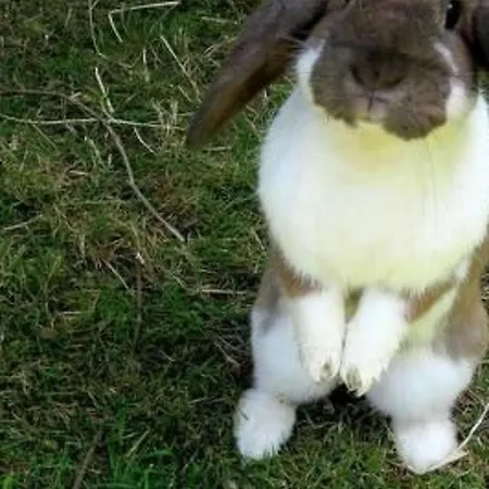 Bleiche By Interhome Daire *